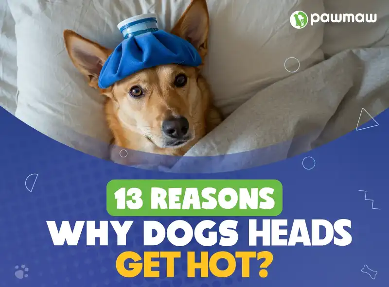 https://pawmaw-images.s3.ap-southeast-1.amazonaws.com/Blog-Image/13-reasons-why-do-dogs'-heads-get-hot.png