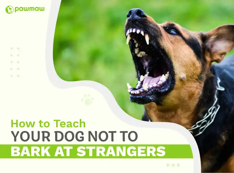 https://pawmaw-images.s3.ap-southeast-1.amazonaws.com/Blog-Image/How-to-teach-your-dog-not-to-bark-at-strangers.png