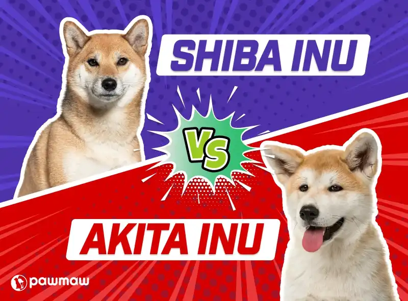 https://pawmaw-images.s3.ap-southeast-1.amazonaws.com/Blog-Image/akita-inu-vs-shiba-inu-dog-comparison.png