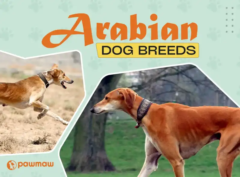 blogDetails.blogPreviewImage