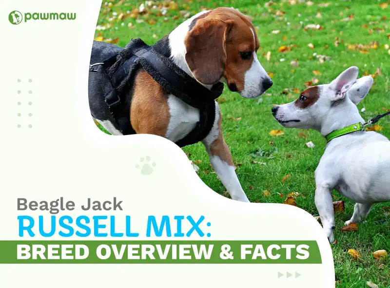 https://pawmaw-images.s3.ap-southeast-1.amazonaws.com/Blog-Image/beagle-jack-russell-mix.png
