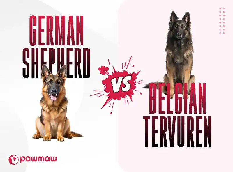 https://pawmaw-images.s3.ap-southeast-1.amazonaws.com/Blog-Image/belgian-tervuren-vs-german-shepherd.png