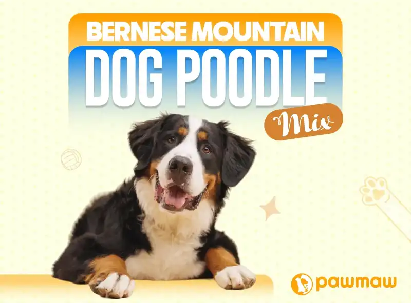 https://pawmaw-images.s3.ap-southeast-1.amazonaws.com/Blog-Image/bernedoodle-dog-breed.png
