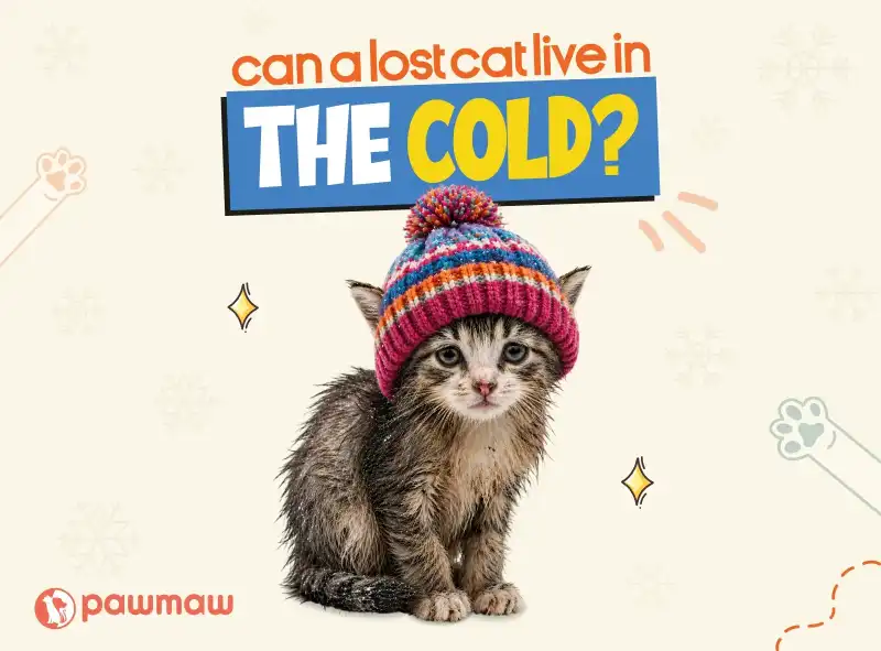 https://pawmaw-images.s3.ap-southeast-1.amazonaws.com/Blog-Image/can-a-lost-cat-live-in-the-cold.png