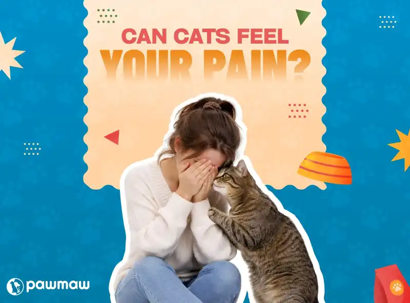 https://pawmaw-images.s3.ap-southeast-1.amazonaws.com/Blog-Image/can-cats-feel-your-pain.png