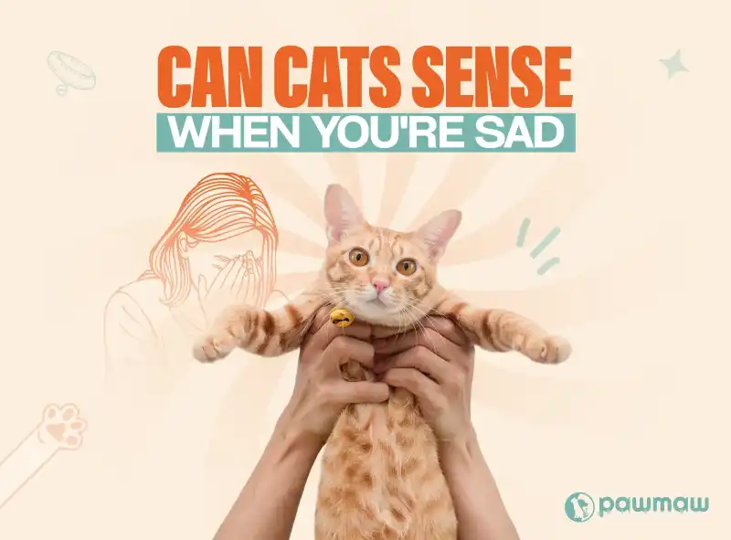 https://pawmaw-images.s3.ap-southeast-1.amazonaws.com/Blog-Image/can-cats-sense-when-you-are-sad.png