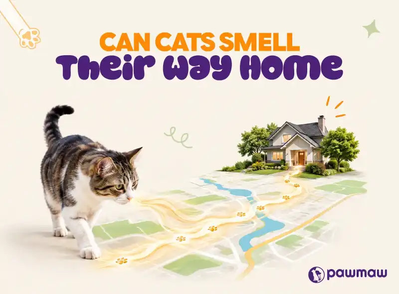 https://pawmaw-images.s3.ap-southeast-1.amazonaws.com/Blog-Image/can-cats-smell-their-way-home.png