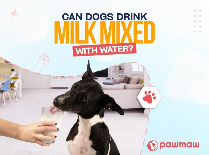 https://pawmaw-images.s3.ap-southeast-1.amazonaws.com/Blog-Image/can-dogs-drink-milk-mixed-with-water.png