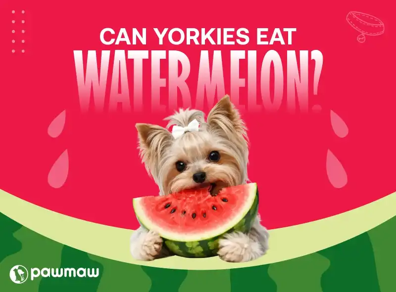 https://pawmaw-images.s3.ap-southeast-1.amazonaws.com/Blog-Image/can-yorkies-eat-watermelon.png