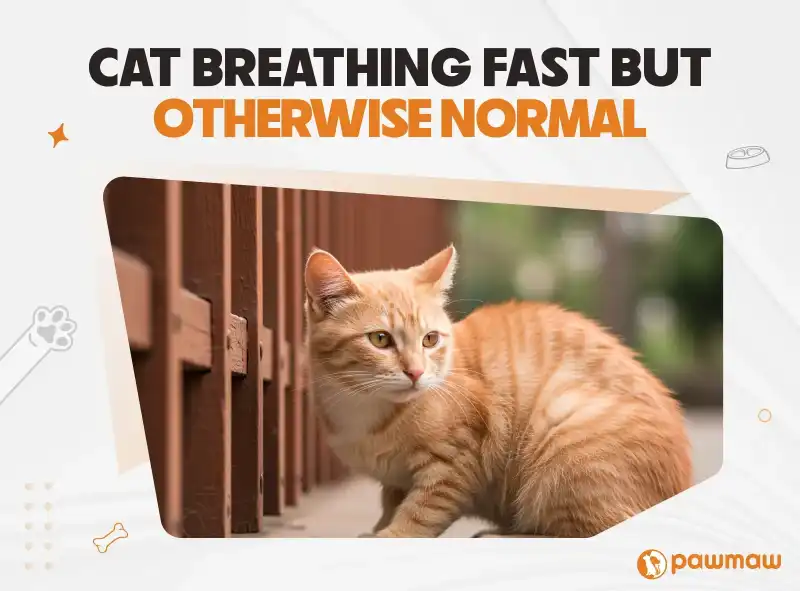 https://pawmaw-images.s3.ap-southeast-1.amazonaws.com/Blog-Image/cat-breathing-fast-but-otherwise-normal.png