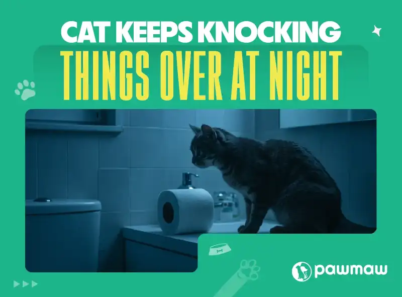 https://pawmaw-images.s3.ap-southeast-1.amazonaws.com/Blog-Image/cat-keeps-knocking-things-over-at-night.png