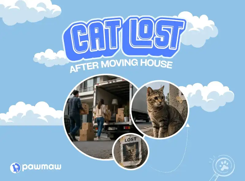 https://pawmaw-images.s3.ap-southeast-1.amazonaws.com/Blog-Image/cat-lost-after-moving-house.png
