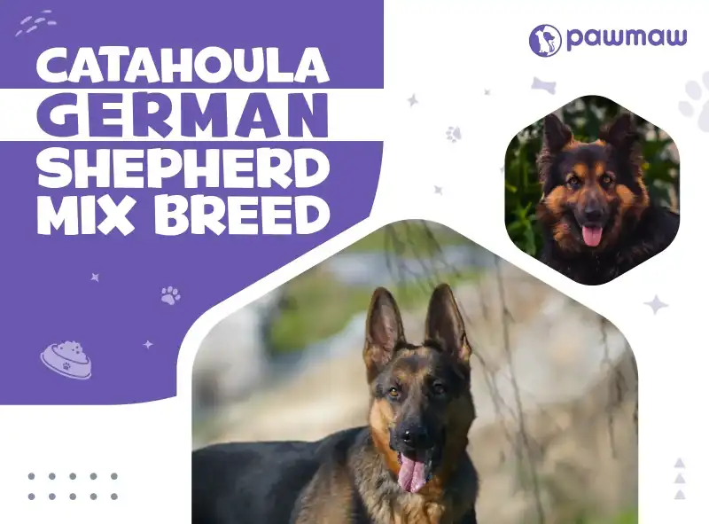 https://pawmaw-images.s3.ap-southeast-1.amazonaws.com/Blog-Image/catahoula-german-shepherd-mix.png