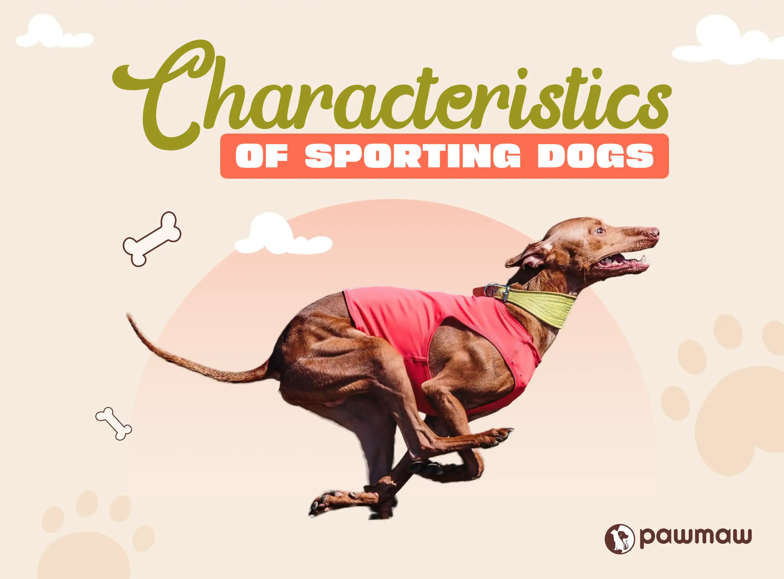 https://pawmaw-images.s3.ap-southeast-1.amazonaws.com/Blog-Image/characteristics-of-sporting-dogs.png