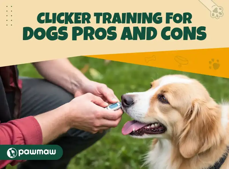 https://pawmaw-images.s3.ap-southeast-1.amazonaws.com/Blog-Image/clicker-training-for-dogs-pros-and-cons.png