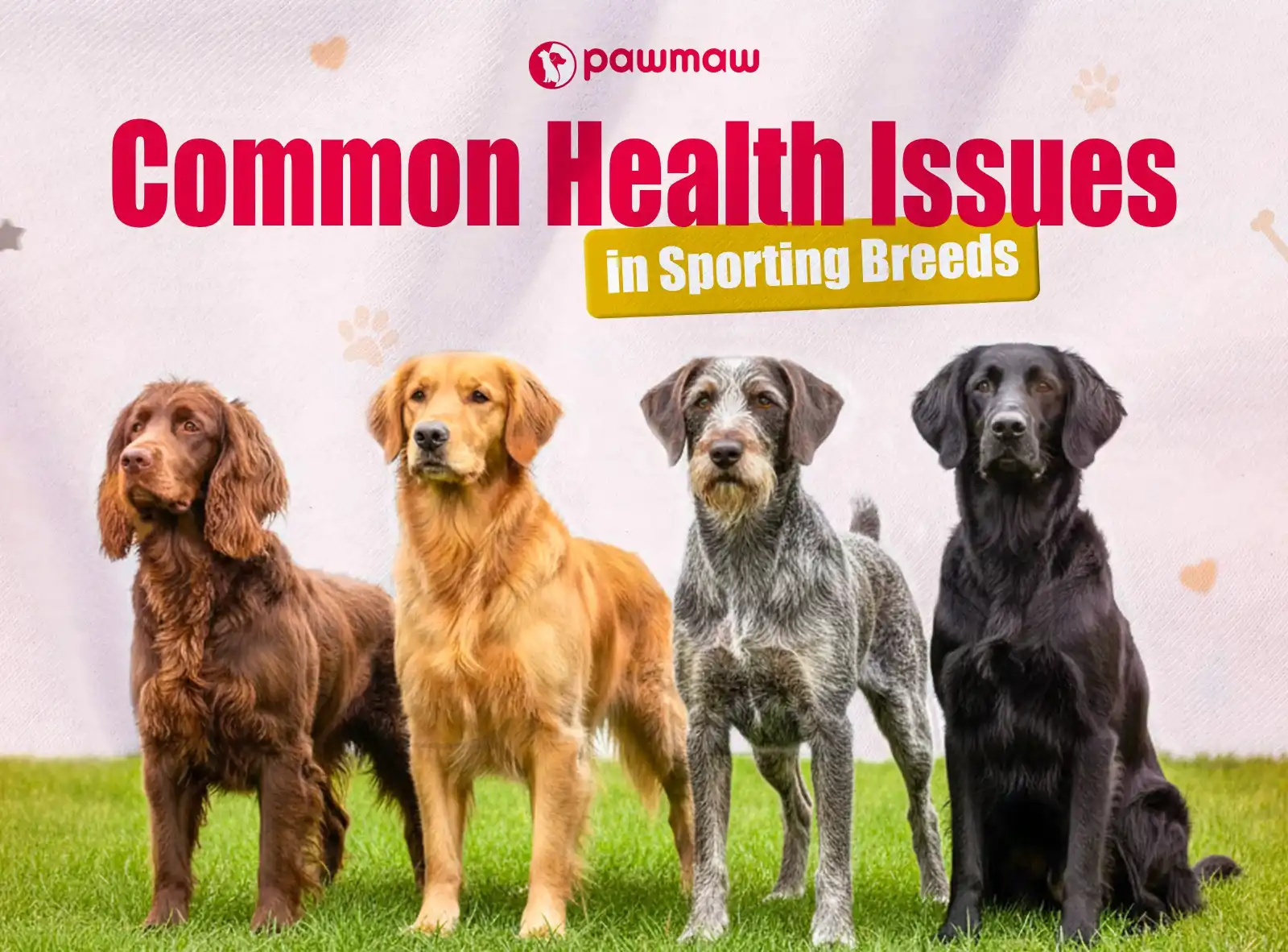 https://pawmaw-images.s3.ap-southeast-1.amazonaws.com/Blog-Image/common-health-issues-in-sporting-breeds.png