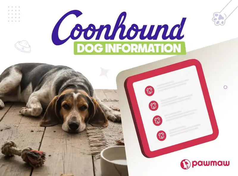 https://pawmaw-images.s3.ap-southeast-1.amazonaws.com/Blog-Image/coonhound-dog.png