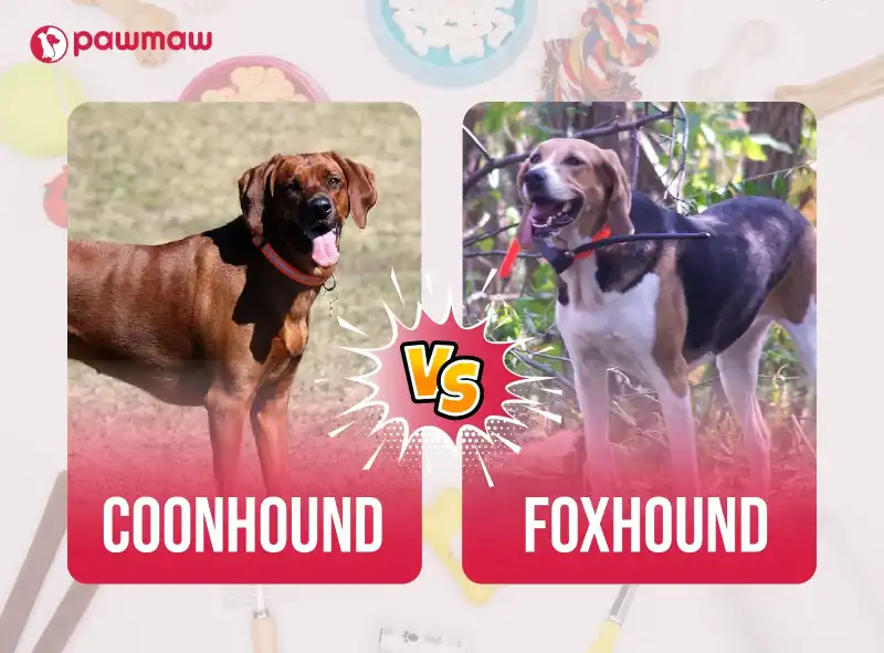 https://pawmaw-images.s3.ap-southeast-1.amazonaws.com/Blog-Image/coonhound-vs-foxhound.png