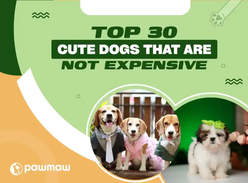 https://pawmaw-images.s3.ap-southeast-1.amazonaws.com/Blog-Image/cute-dogs-that-are-not-expensive.png