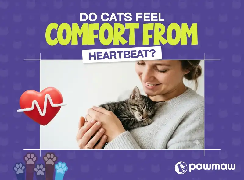 https://pawmaw-images.s3.ap-southeast-1.amazonaws.com/Blog-Image/do-cats-feel-comfort-from-heartbeats.png