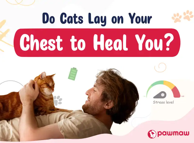 https://pawmaw-images.s3.ap-southeast-1.amazonaws.com/Blog-Image/do-cats-lay-on-your-chest-to-heal-you.png