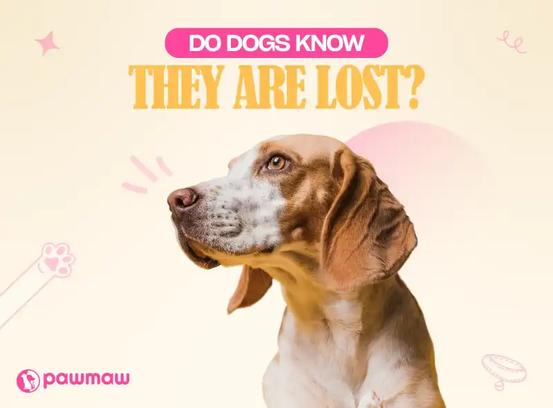https://pawmaw-images.s3.ap-southeast-1.amazonaws.com/Blog-Image/do-dogs-know-they-are-lost.png