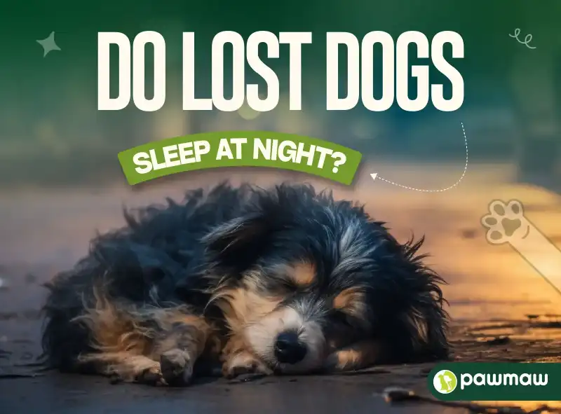 https://pawmaw-images.s3.ap-southeast-1.amazonaws.com/Blog-Image/do-lost-dogs-sleep-at-night.png