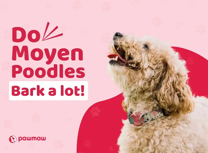 https://pawmaw-images.s3.ap-southeast-1.amazonaws.com/Blog-Image/do-moyen-poodles-bark-a-lot.png