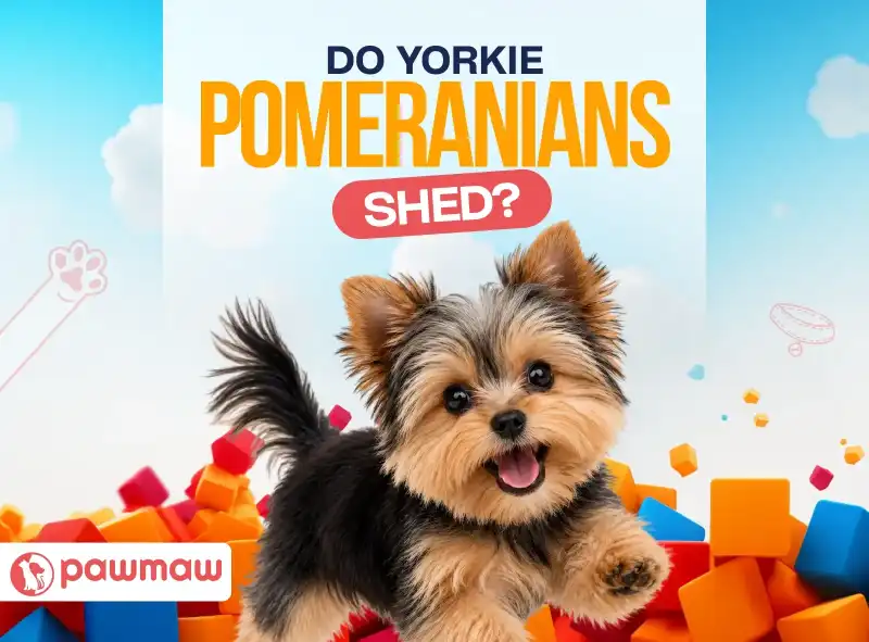 https://pawmaw-images.s3.ap-southeast-1.amazonaws.com/Blog-Image/do-yorkie-pomeranians-shed.png