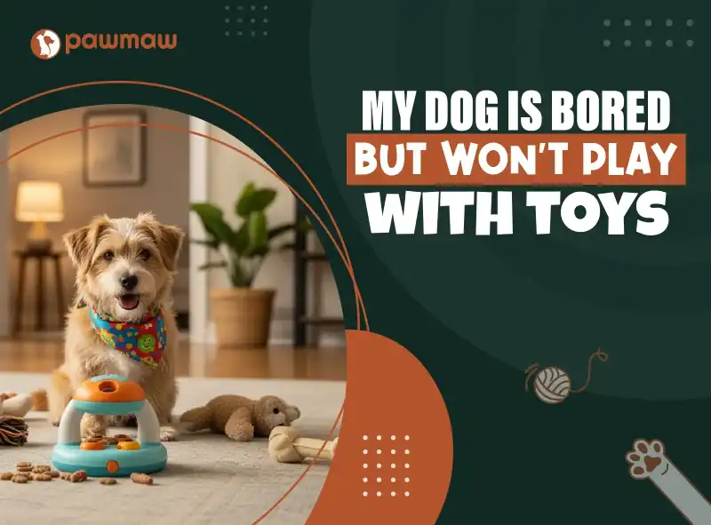 https://pawmaw-images.s3.ap-southeast-1.amazonaws.com/Blog-Image/dog-bored-wont-play-with-toys.png
