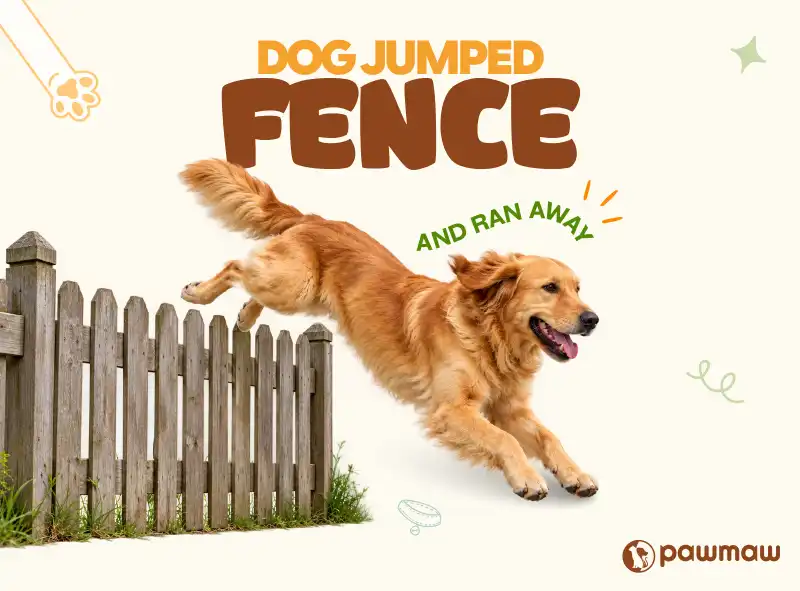 https://pawmaw-images.s3.ap-southeast-1.amazonaws.com/Blog-Image/dog-jumped-fence-and-ran-away.png