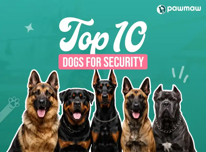 https://pawmaw-images.s3.ap-southeast-1.amazonaws.com/Blog-Image/dogs-for-security.png