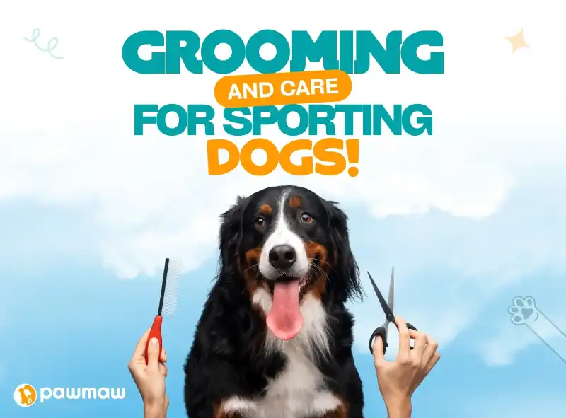 https://pawmaw-images.s3.ap-southeast-1.amazonaws.com/Blog-Image/grooming-and-care-for-sporting-dogs.png