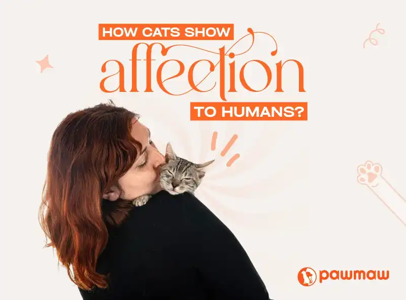 https://pawmaw-images.s3.ap-southeast-1.amazonaws.com/Blog-Image/how-do-cats-show-affection-to-humans.png