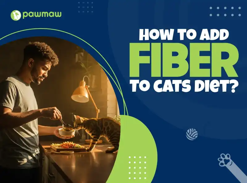 https://pawmaw-images.s3.ap-southeast-1.amazonaws.com/Blog-Image/how-to-add-fiber-to-cats-diet.png