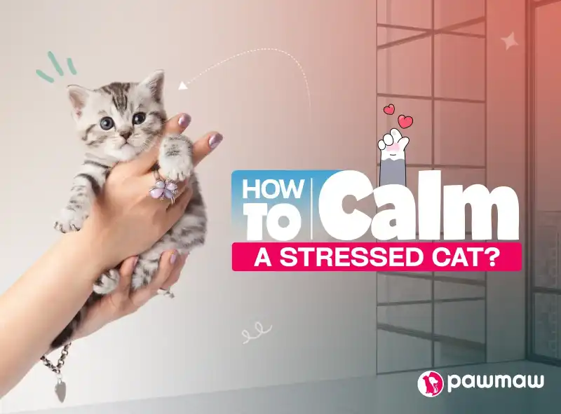 https://pawmaw-images.s3.ap-southeast-1.amazonaws.com/Blog-Image/how-to-calm-a-stressed-cat.png