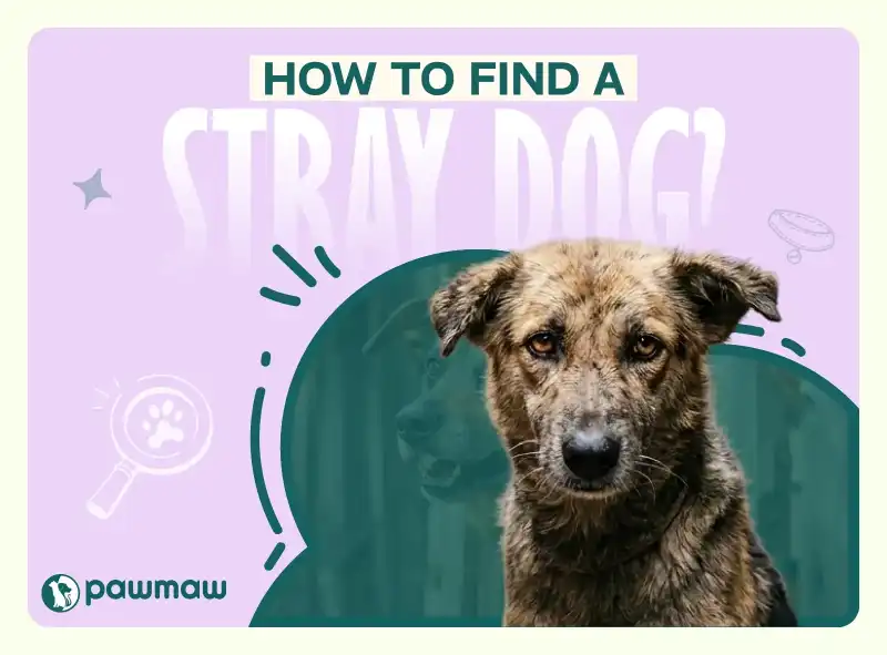 https://pawmaw-images.s3.ap-southeast-1.amazonaws.com/Blog-Image/how-to-find-a-stray-dog.png