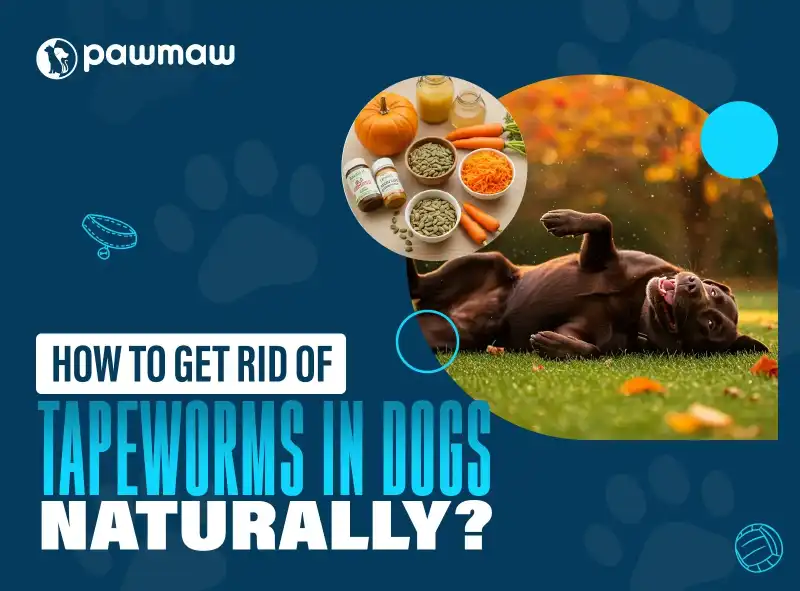 https://pawmaw-images.s3.ap-southeast-1.amazonaws.com/Blog-Image/how-to-get-rid-of-tapeworms-in-dogs-naturally.png