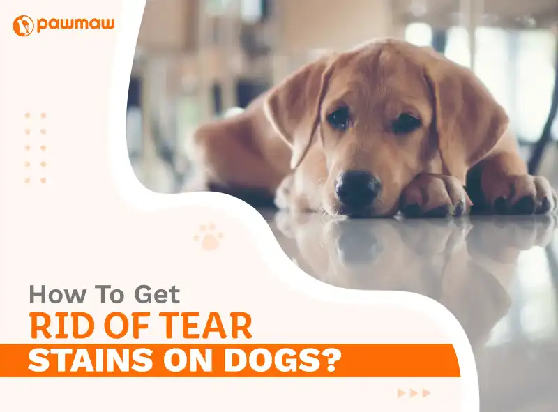 https://pawmaw-images.s3.ap-southeast-1.amazonaws.com/Blog-Image/how-to-get-rid-of-tear-stains-on-dogs.png