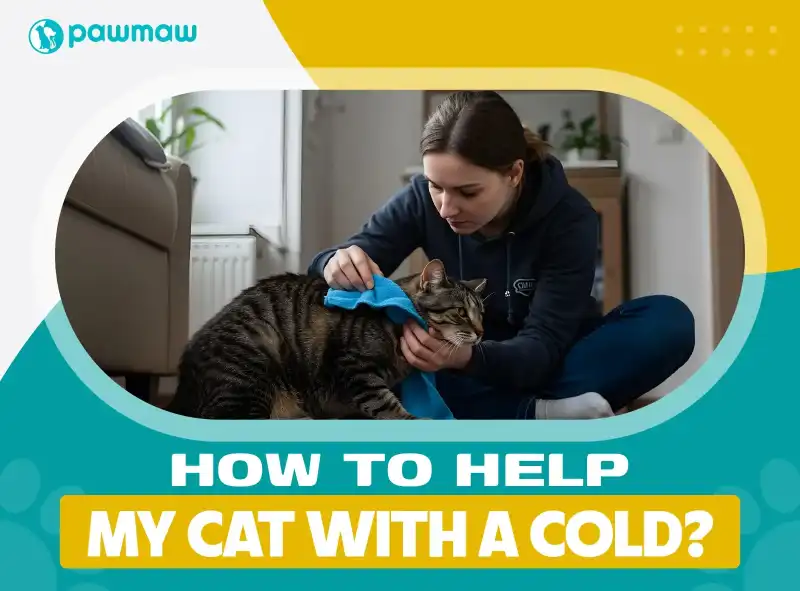 https://pawmaw-images.s3.ap-southeast-1.amazonaws.com/Blog-Image/how-to-help-your-cat-with-a-cold.png