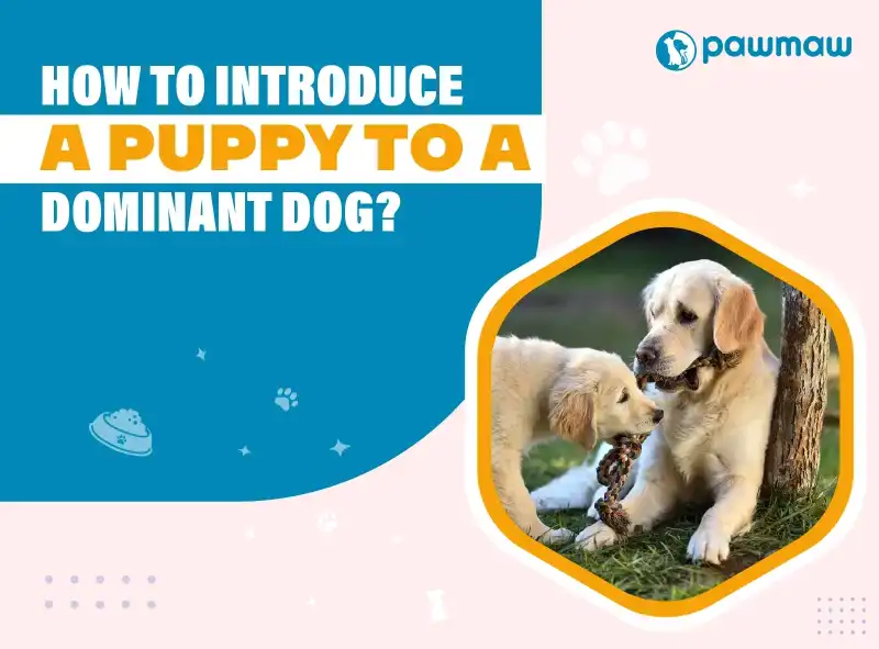 https://pawmaw-images.s3.ap-southeast-1.amazonaws.com/Blog-Image/how-to-introduce-a-puppy-to-a-dominant-dog.png