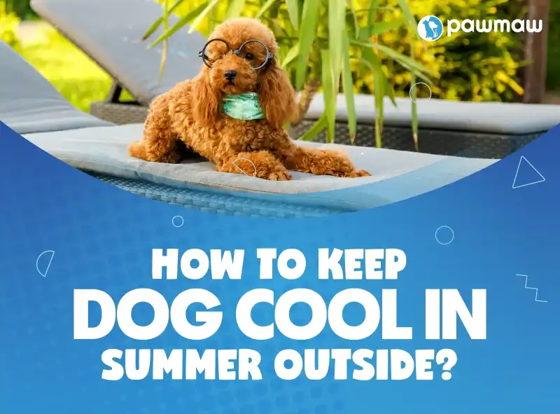 https://pawmaw-images.s3.ap-southeast-1.amazonaws.com/Blog-Image/how-to-keep-dogs-cool-in-summer-outside.png