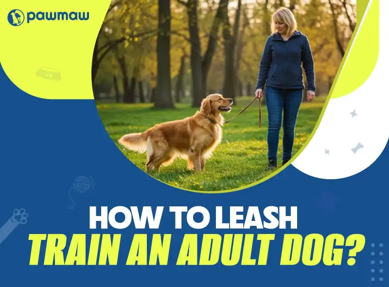 https://pawmaw-images.s3.ap-southeast-1.amazonaws.com/Blog-Image/how-to-leash-train-an-adult-dog.png