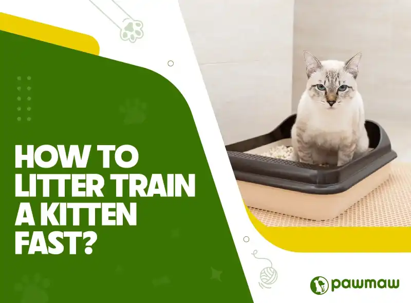 https://pawmaw-images.s3.ap-southeast-1.amazonaws.com/Blog-Image/how-to-litter-train-a-kitten-fast.png