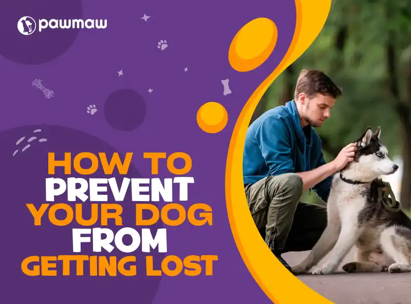 https://pawmaw-images.s3.ap-southeast-1.amazonaws.com/Blog-Image/how-to-prevent-your-dog-from-getting-lost.png