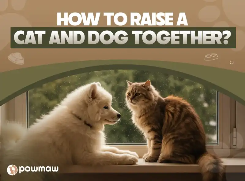 https://pawmaw-images.s3.ap-southeast-1.amazonaws.com/Blog-Image/how-to-raise-a-cat-and-dog-together.png