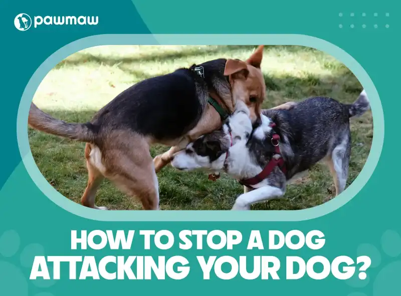 https://pawmaw-images.s3.ap-southeast-1.amazonaws.com/Blog-Image/how-to-stop-a-dog-attacking-your-dog.png