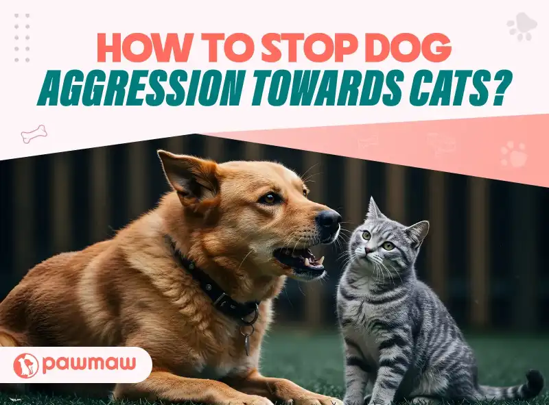 https://pawmaw-images.s3.ap-southeast-1.amazonaws.com/Blog-Image/how-to-stop-dog-aggression-towards-cats.png