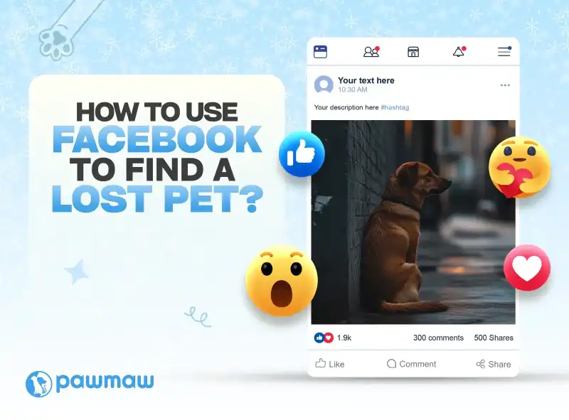 https://pawmaw-images.s3.ap-southeast-1.amazonaws.com/Blog-Image/how-to-use-facebook-to-find-lost-pet.png