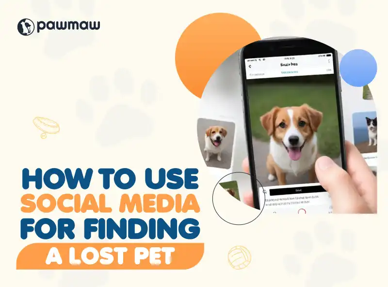 https://pawmaw-images.s3.ap-southeast-1.amazonaws.com/Blog-Image/how-to-use-social-media-for-finding-a-lost-pet.png